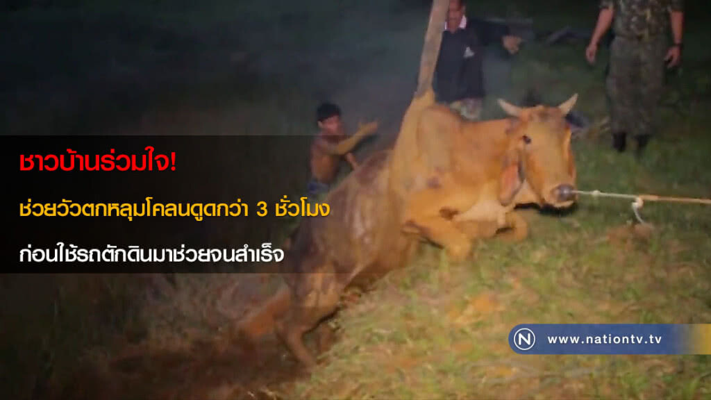 ชาวบ้านร่วมใจ! ช่วยวัวตกหลุมโคลนดูดกว่า 3 ชั่วโมง ก่อนใช้รถตักดินมาช่วยจนสำเร็จ ชาวบ้านร่วมใจ! ช่วยวัวตกหลุมโคลนดูดกว่า 3 ชั่วโมง ก่อนใช้รถตักดินมาช่วยจนสำเร็จ