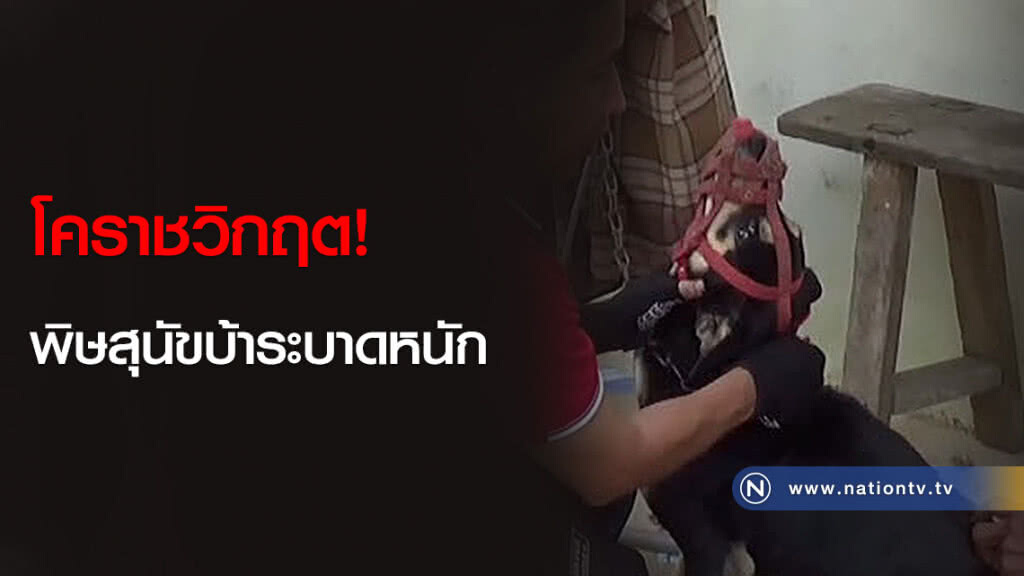 โคราชวิกฤต! พิษสุนัขบ้าระบาดหนัก โคราชวิกฤต! พิษสุนัขบ้าระบาดหนัก