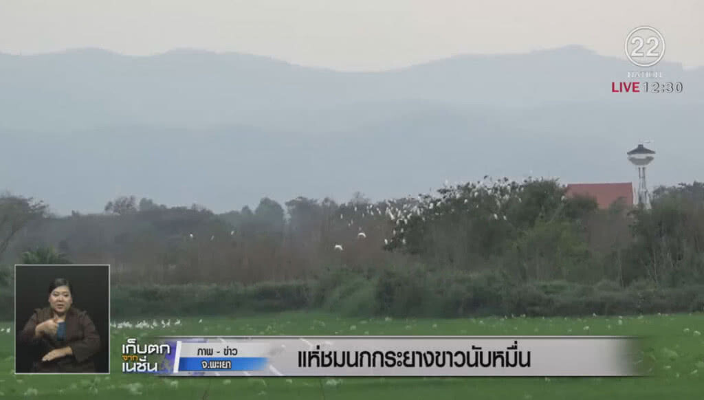 นกกระยางขาวนับหมืนเกาะบนต้นไม้ นกกระยางขาวนับหมืนเกาะบนต้นไม้