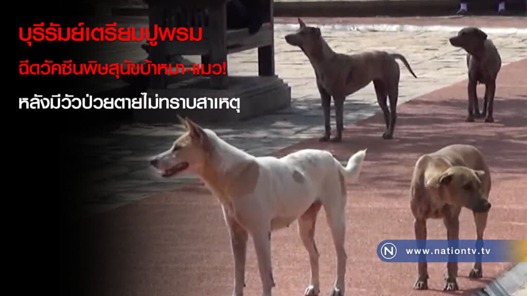 บุรีรัมย์เตรียมปูพรมฉีดวัคซีนพิษสุนัขบ้าหมา-แมว! หลังมีวัวป่วยตายไม่ทราบสาเหตุ