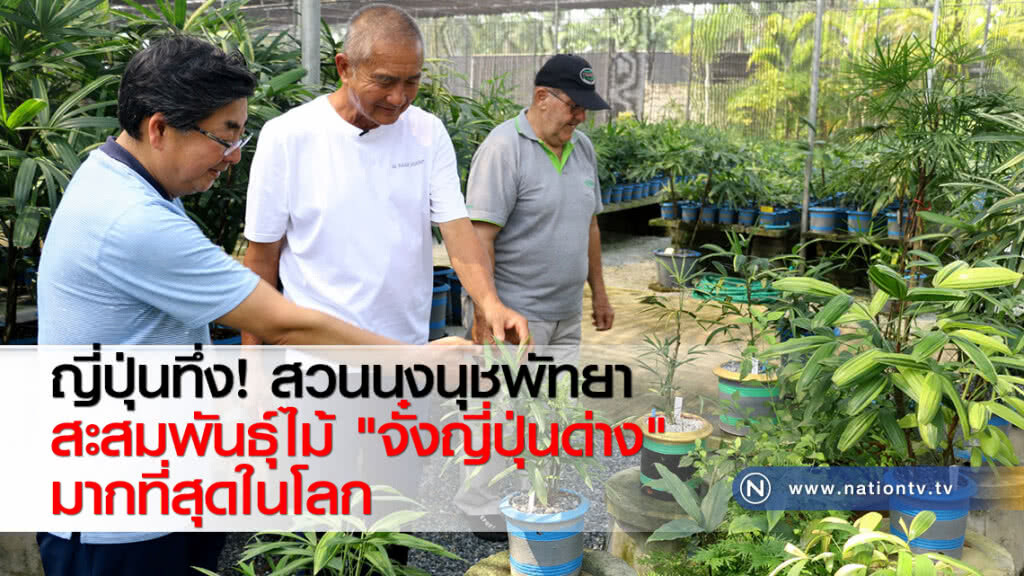 ญี่ปุ่นทึ่ง! สวนนงนุชพัทยา สะสมพันธุ์ไม้ "จั๋งญี่ปุ่นด่าง" มากที่สุดในโลก ญี่ปุ่นทึ่ง! สวนนงนุชพัทยา สะสมพันธุ์ไม้ "จั๋งญี่ปุ่นด่าง" มากที่สุดในโลก