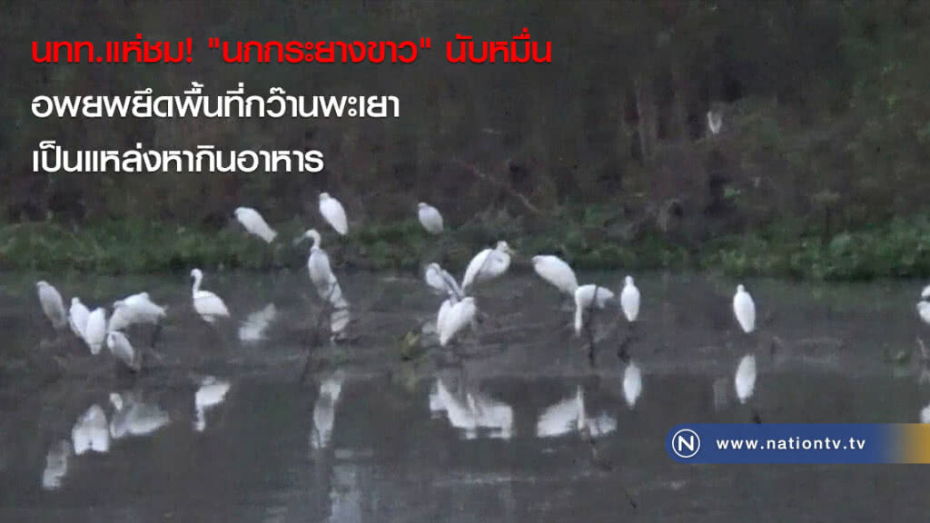 นทท.แห่ชม! "นกกระยางขาว" นับหมื่นอพยพยึดพื้นที่กว๊านพะเยา เป็นแหล่งหากินอาหาร นทท.แห่ชม! "นกกระยางขาว" นับหมื่นอพยพยึดพื้นที่กว๊านพะเยา เป็นแหล่งหากินอาหาร