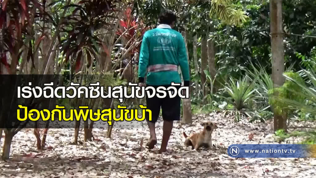 เร่งฉีดวัคซีนสุนัขจรจัดป้องกันพิษสุนัขบ้า