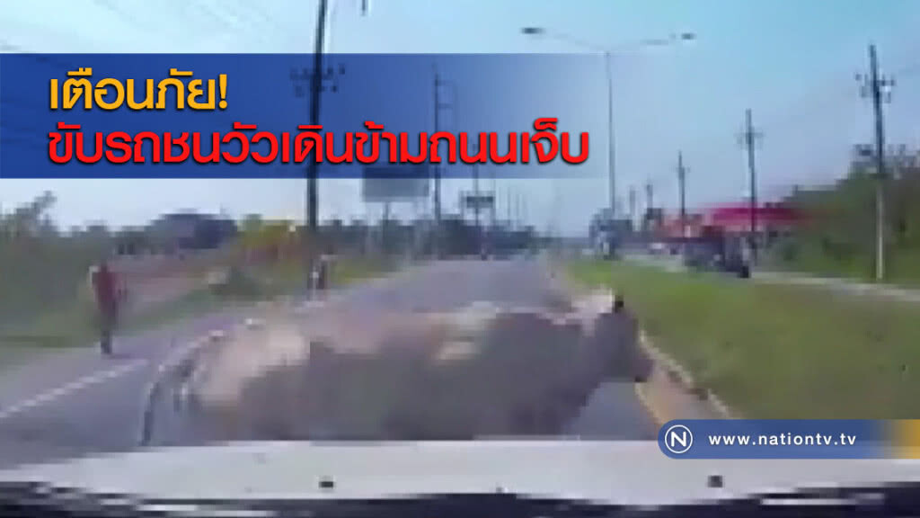 เตือนภัย! ขับรถชนวัวเดินข้ามถนนเจ็บ เตือนภัย! ขับรถชนวัวเดินข้ามถนนเจ็บ
