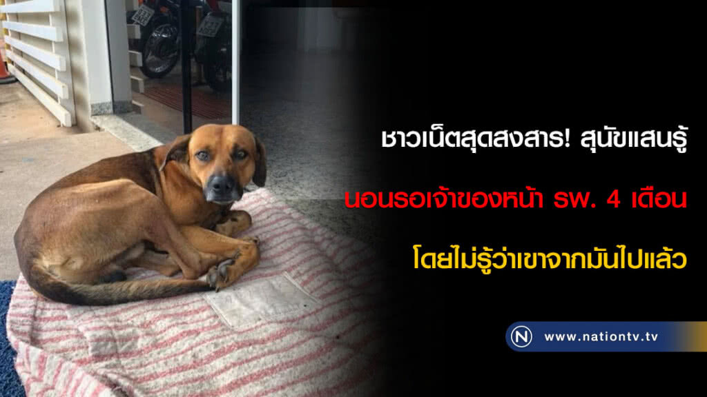 ชาวเน็ตสุดสงสาร! สุนัขแสนรู้นอนรอเจ้าของหน้า รพ. 4 เดือนโดยไม่รู้ว่าเขาจากมันไปแล้ว