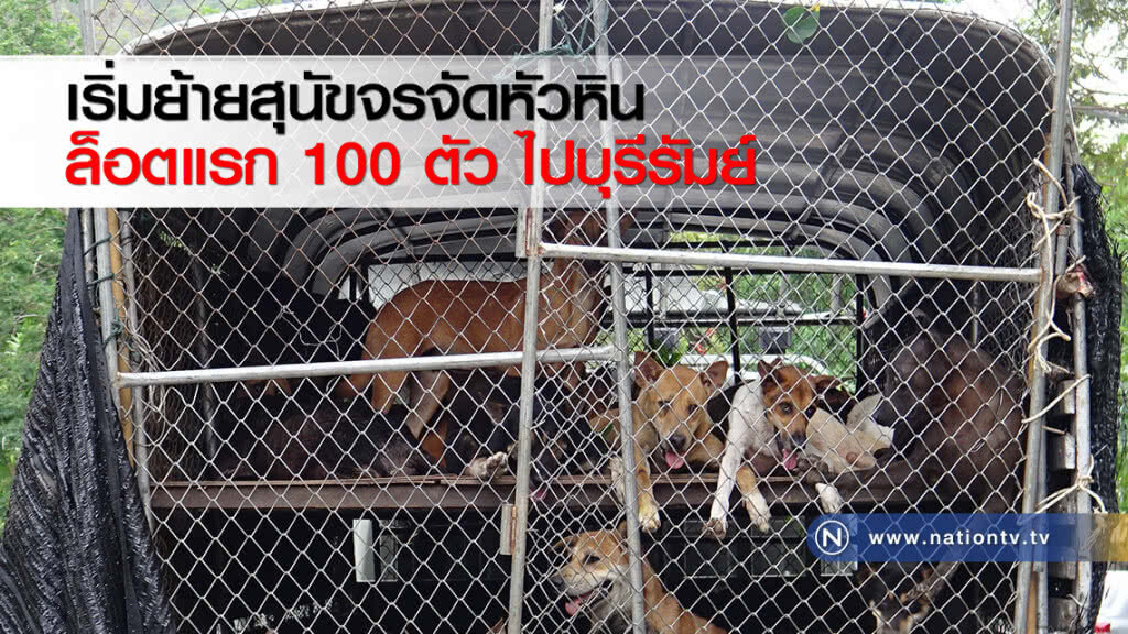 เริ่มย้ายสุนัขจรจัดหัวหินล็อตแรก 100 ตัว ไปบุรีรัมย์
