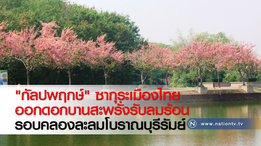"กัลปพฤกษ์" ซากุระเมืองไทย ออกดอกบานสะพรั่งรับลมร้อนรอบคลองละลมโบราณบุรีรัมย์