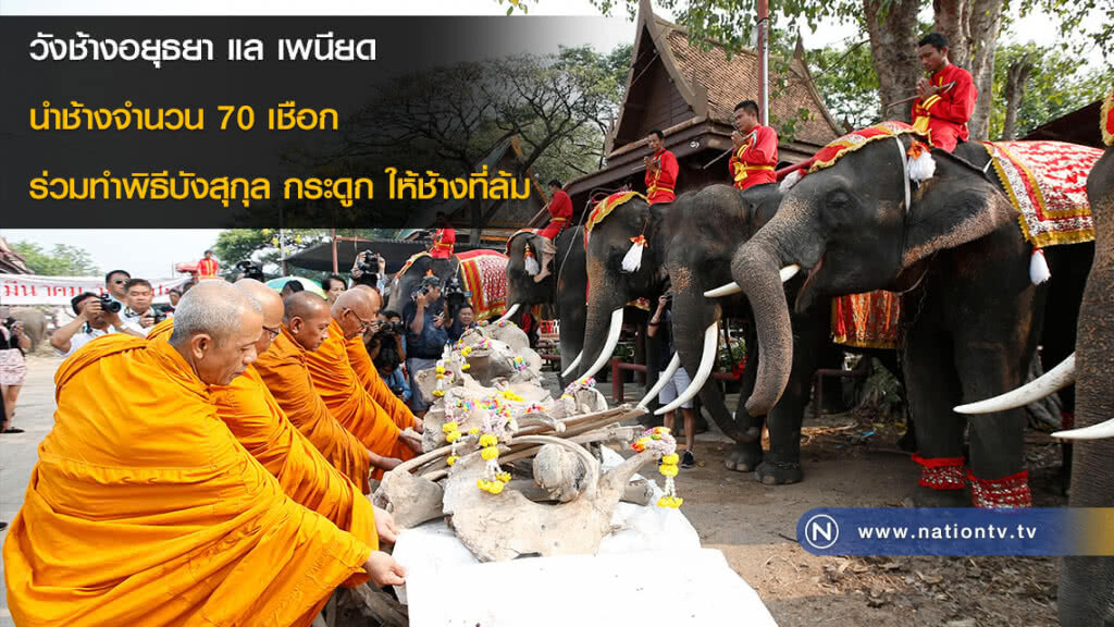 วังช้างอยุธยา แล เพนียด นำช้างจำนวน 70 เชือก ร่วมทำพิธีบังสุกุล กระดูก ให้ช้างที่ล้ม วังช้างอยุธยา แล เพนียด นำช้างจำนวน 70 เชือก ร่วมทำพิธีบังสุกุล กระดูก ให้ช้างที่ล้ม