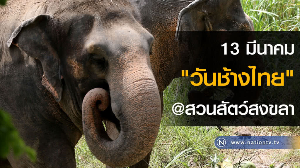 13 มีนาคม "วันช้างไทย" @สวนสัตว์สงขลา 13 มีนาคม "วันช้างไทย" @สวนสัตว์สงขลา