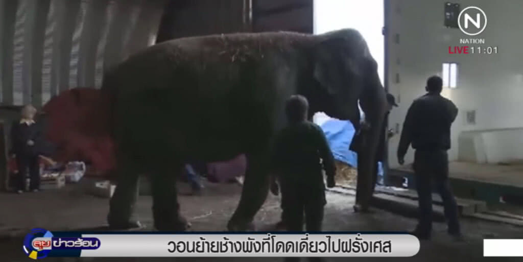 วอนย้ายช้างพังที่อยู่อย่างเดียวดายไปฝรั่งเศส วอนย้ายช้างพังที่อยู่อย่างเดียวดายไปฝรั่งเศส