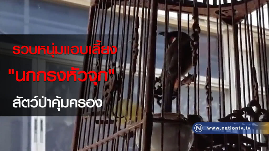 รวบหนุ่มแอบเลี้ยง "นกกรงหัวจุก" สัตว์ป่าคุ้มครอง รวบหนุ่มแอบเลี้ยง "นกกรงหัวจุก" สัตว์ป่าคุ้มครอง