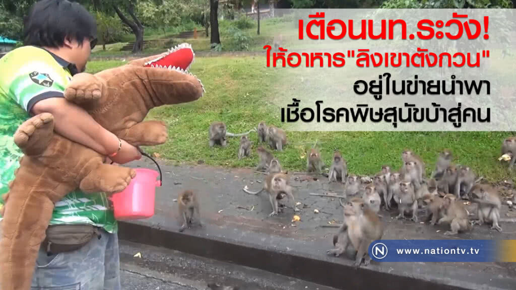 เตือนนทท.ระวัง
ให้อาหาร "ลิงเขาตังกวน"
อยู่ในข่ายนำพา
เชื้อโรคพิษสุนัขบ้าสู่คน