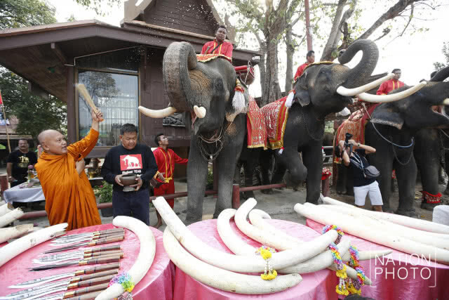 วังช้างอยุธยา แล เพนียด นำช้างจำนวน 70 เชือก ร่วมทำพิธีบังสุกุล กระดูก ให้ช้างที่ล้ม