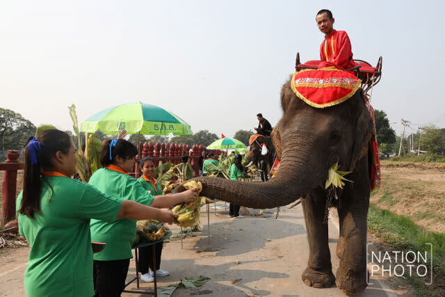 วังช้างอยุธยา แล เพนียด นำช้างจำนวน 70 เชือก ร่วมทำพิธีบังสุกุล กระดูก ให้ช้างที่ล้ม