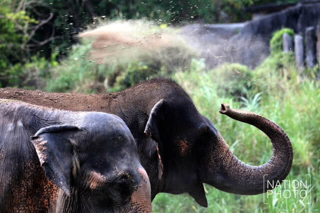 13 มีนาคม "วันช้างไทย" @สวนสัตว์สงขลา