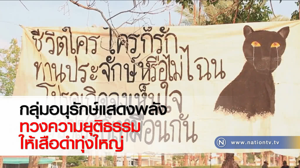 กลุ่มอนุรักษ์แสดงพลัง
ทวงความยุติธรรมให้เสือดำทุ่งใหญ่ กลุ่มอนุรักษ์แสดงพลัง
ทวงความยุติธรรมให้เสือดำทุ่งใหญ่