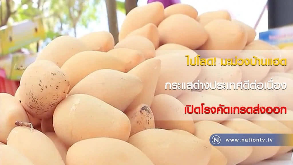 ไปโลด! มะม่วงบ้านแฮด กระแสต่างประเทศดีต่อเนื่อง เปิดโรงคัดเกรดส่งออก