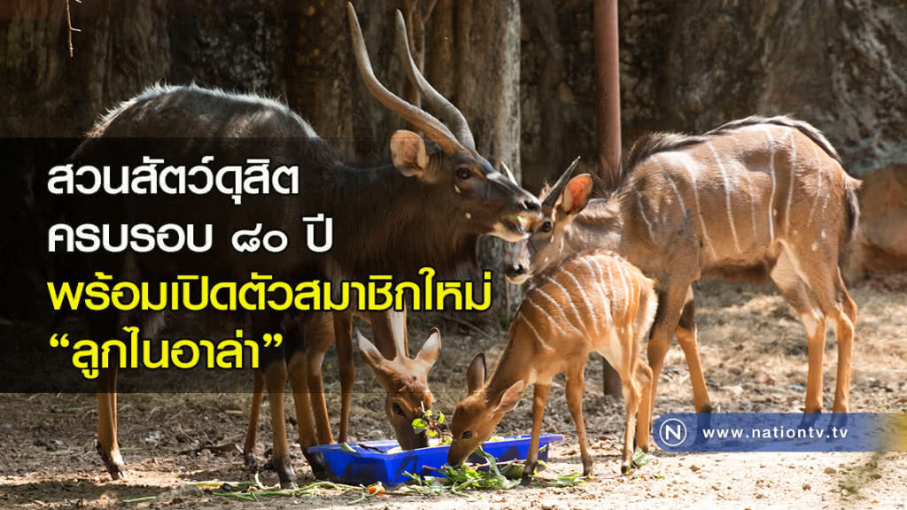 สวนสัตว์ดุสิต ครบรอบ ๘๐ ปี
จัดกิจกรรมเสริมพิเศษ พร้อมเปิดตัวสมาชิกเกิดใหม่ "ลูกไนอาล่า" สวนสัตว์ดุสิต ครบรอบ ๘๐ ปี
จัดกิจกรรมเสริมพิเศษ พร้อมเปิดตัวสมาชิกเกิดใหม่ "ลูกไนอาล่า"