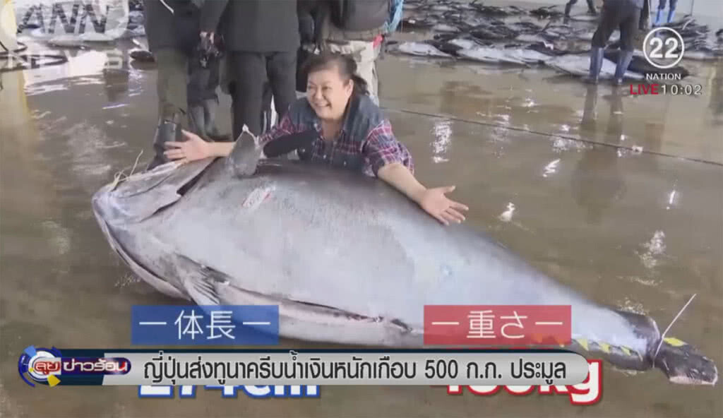ประมูลทูนาครีบน้ำเงิน หนักเกือบ 500 ก.ก. ประมูลทูนาครีบน้ำเงิน หนักเกือบ 500 ก.ก.