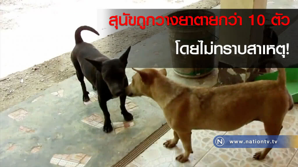 สุนัขถูกวางยาตายกว่า 10 ตัว โดยไม่ทราบสาเหตุ! สุนัขถูกวางยาตายกว่า 10 ตัว โดยไม่ทราบสาเหตุ!