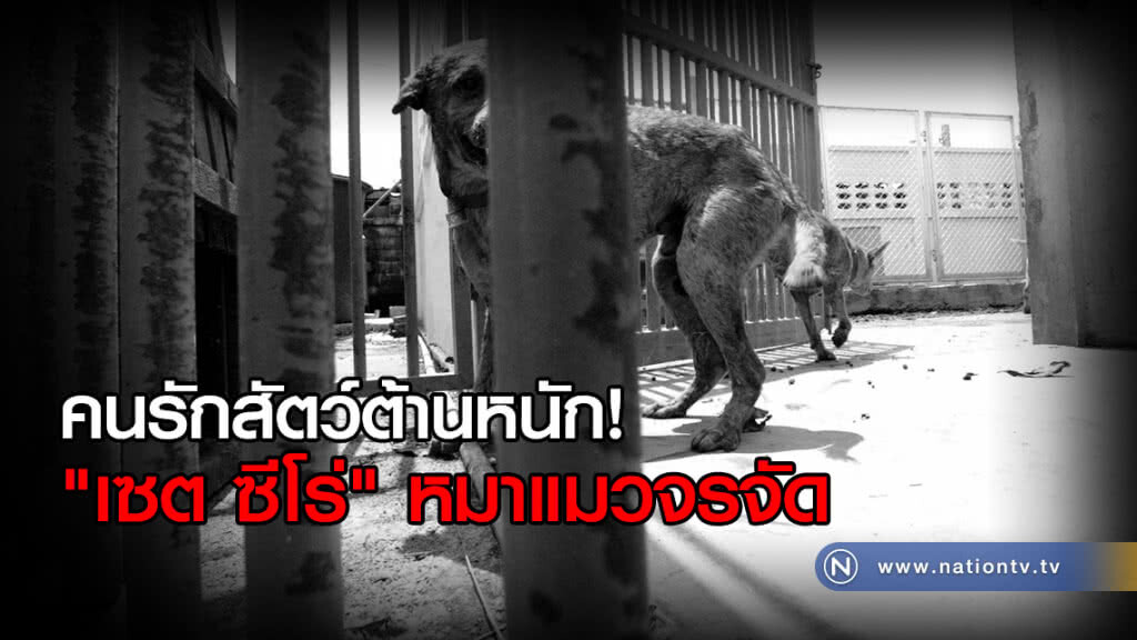 คนรักสัตว์ต้าน การ "เซต ซีโร่" หมาแมวจรจัด คนรักสัตว์ต้าน การ "เซต ซีโร่" หมาแมวจรจัด
