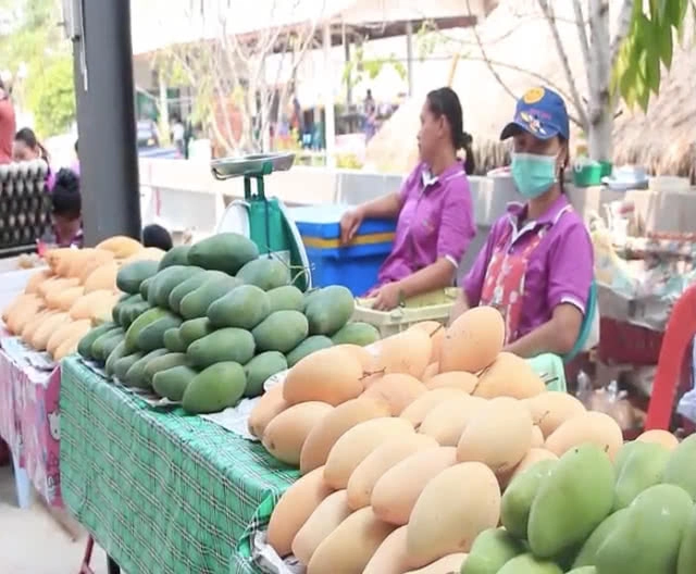 ไปโลด! มะม่วงบ้านแฮด กระแสต่างประเทศดีต่อเนื่อง เปิดโรงคัดเกรดส่งออก