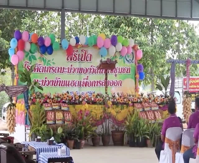 ไปโลด! มะม่วงบ้านแฮด กระแสต่างประเทศดีต่อเนื่อง เปิดโรงคัดเกรดส่งออก