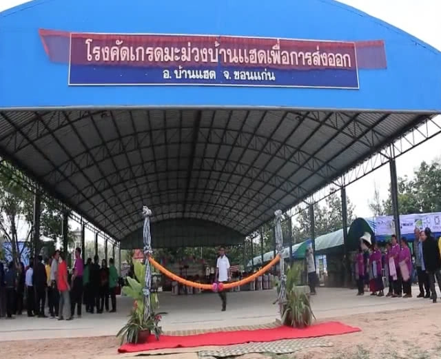 ไปโลด! มะม่วงบ้านแฮด กระแสต่างประเทศดีต่อเนื่อง เปิดโรงคัดเกรดส่งออก