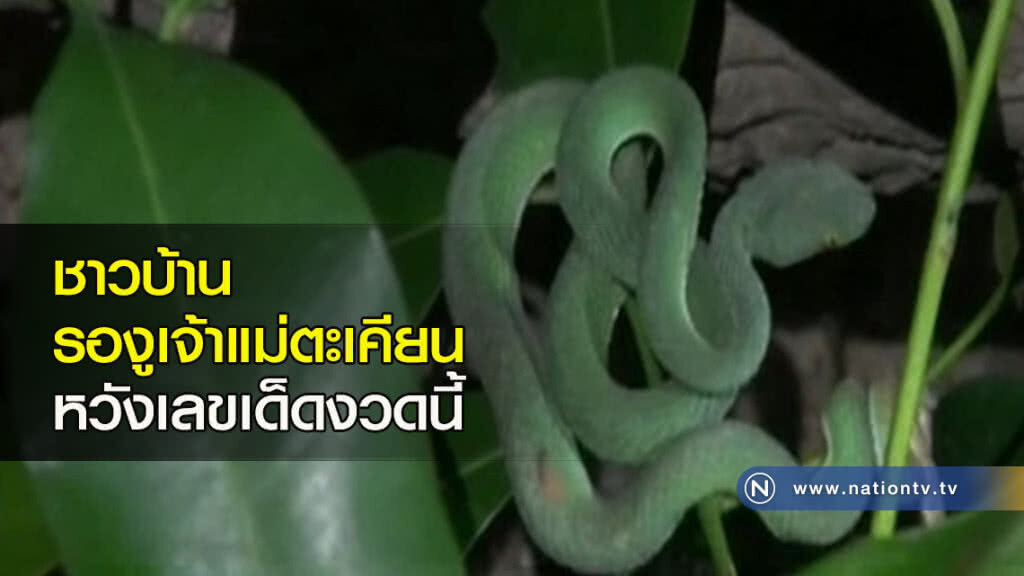 ชาวบ้านรองูเจ้าแม่ตะเคียน หวังเลขเด็ดงวดนี้ ชาวบ้านรองูเจ้าแม่ตะเคียน หวังเลขเด็ดงวดนี้