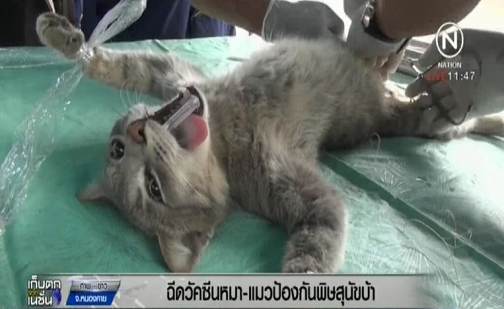 หนองคาย ฉีดวัคซีนป้องกันโรคพิษสุนัขบ้า หลังระบาด 3 อำเภอ