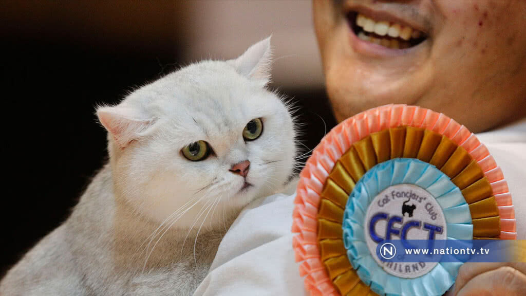เริ่มแล้ว!! CFA International Asia Cat Show 2018 ระหว่างวันที่ 16-18 มี.ค.นี้(ภาพชุด) เริ่มแล้ว!! CFA International Asia Cat Show 2018 ระหว่างวันที่ 16-18 มี.ค.นี้(ภาพชุด)