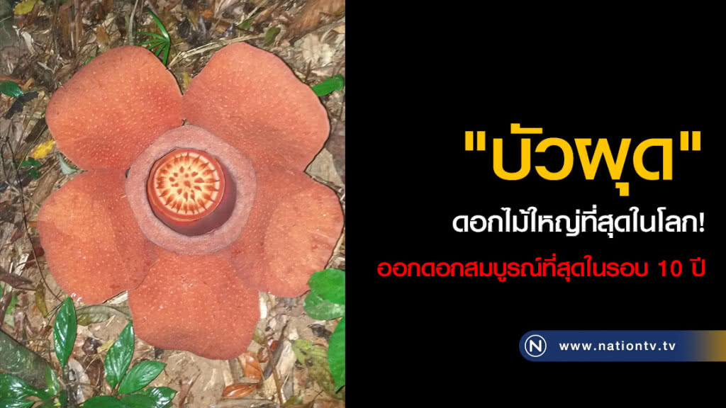 "บัวผุด" ดอกไม้ใหญ่ที่สุดในโลก! ออกดอกสมบูรณ์ที่สุดในรอบ 10 ปี "บัวผุด" ดอกไม้ใหญ่ที่สุดในโลก! ออกดอกสมบูรณ์ที่สุดในรอบ 10 ปี