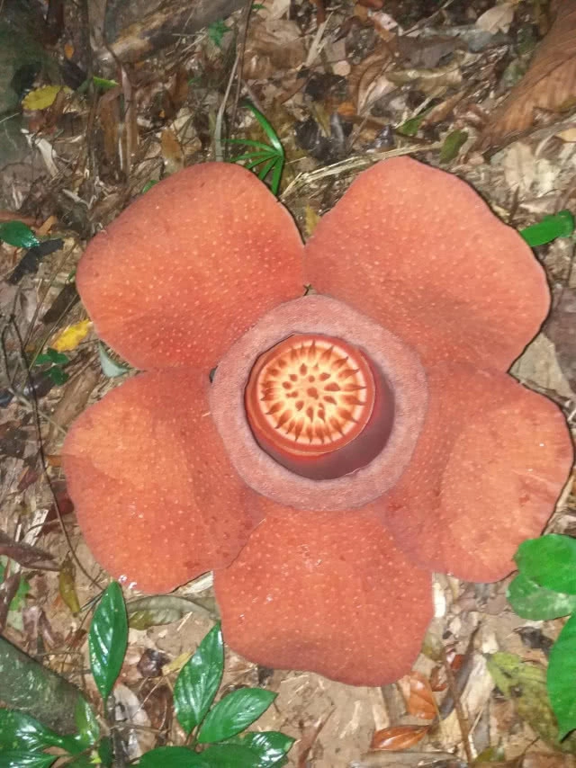 "บัวผุด" ดอกไม้ใหญ่ที่สุดในโลก! ออกดอกสมบูรณ์ที่สุดในรอบ 10 ปี