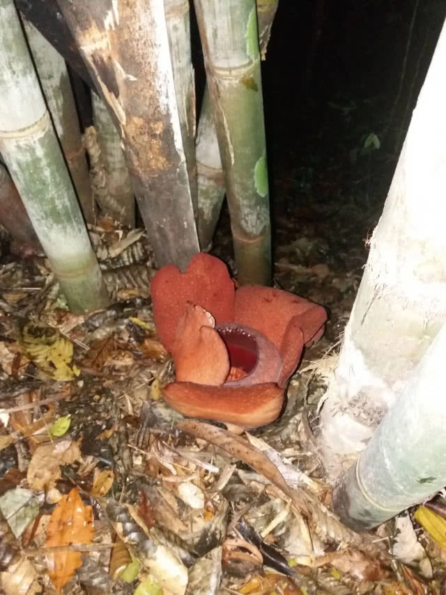 "บัวผุด" ดอกไม้ใหญ่ที่สุดในโลก! ออกดอกสมบูรณ์ที่สุดในรอบ 10 ปี