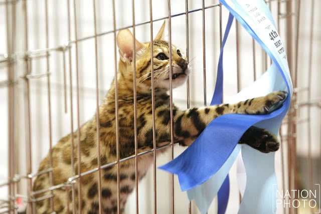 เริ่มแล้ว!! CFA International Asia Cat Show 2018 ระหว่างวันที่ 16-18 มี.ค.นี้(ภาพชุด)