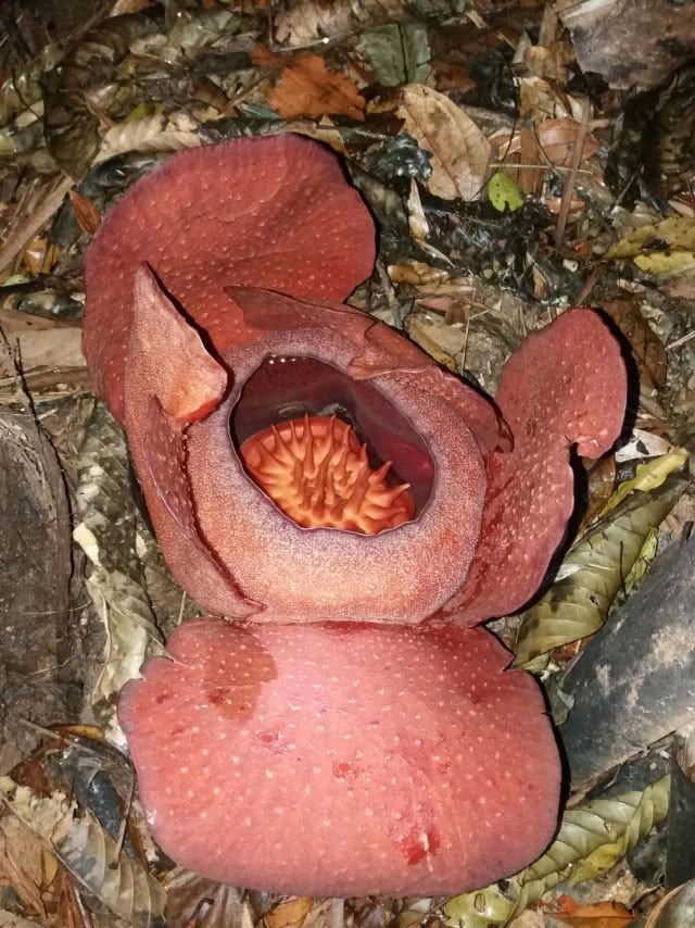 "บัวผุด" ดอกไม้ใหญ่ที่สุดในโลก! ออกดอกสมบูรณ์ที่สุดในรอบ 10 ปี