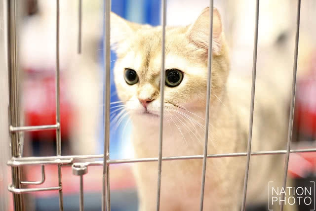เริ่มแล้ว!! CFA International Asia Cat Show 2018 ระหว่างวันที่ 16-18 มี.ค.นี้(ภาพชุด)