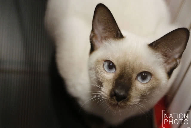 เริ่มแล้ว!! CFA International Asia Cat Show 2018 ระหว่างวันที่ 16-18 มี.ค.นี้(ภาพชุด)