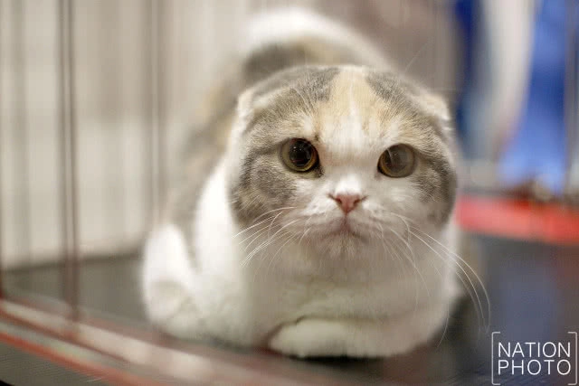 เริ่มแล้ว!! CFA International Asia Cat Show 2018 ระหว่างวันที่ 16-18 มี.ค.นี้(ภาพชุด)