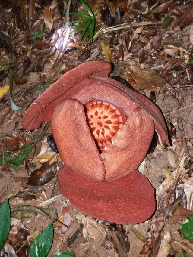 "บัวผุด" ดอกไม้ใหญ่ที่สุดในโลก! ออกดอกสมบูรณ์ที่สุดในรอบ 10 ปี