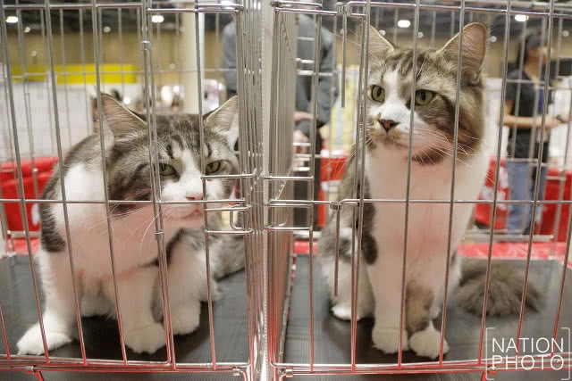 เริ่มแล้ว!! CFA International Asia Cat Show 2018 ระหว่างวันที่ 16-18 มี.ค.นี้(ภาพชุด)