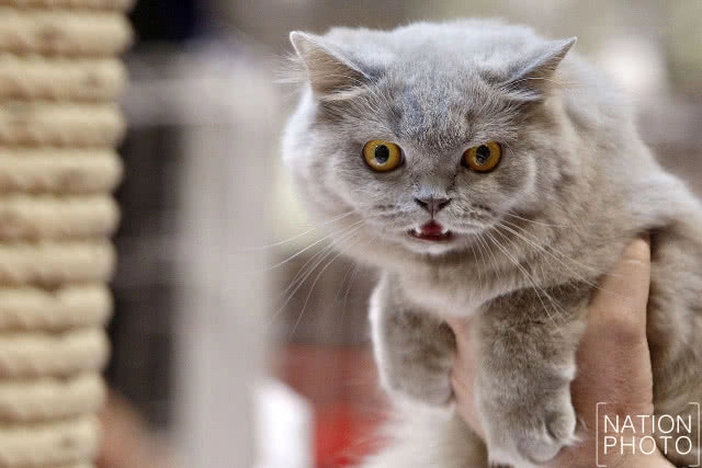 เริ่มแล้ว!! CFA International Asia Cat Show 2018 ระหว่างวันที่ 16-18 มี.ค.นี้(ภาพชุด)