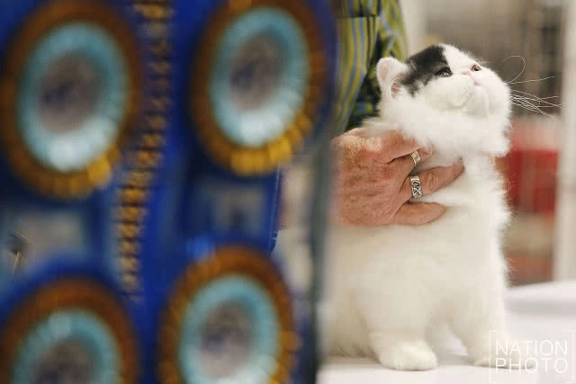 เริ่มแล้ว!! CFA International Asia Cat Show 2018 ระหว่างวันที่ 16-18 มี.ค.นี้(ภาพชุด)