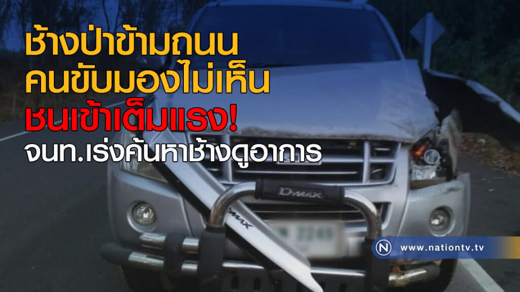 คนขับมองไม่เห็นช้างป่าข้ามถนน ชนเข้าเต็มแรง! คนขับมองไม่เห็นช้างป่าข้ามถนน ชนเข้าเต็มแรง!