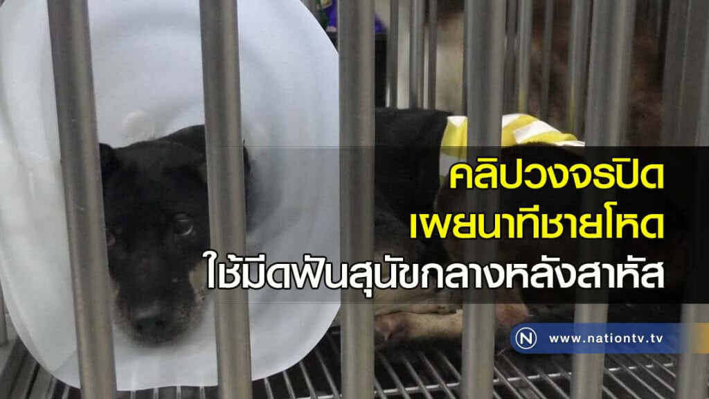 คลิปวงจรปิดเผยนาทีชายโหดใช้มีดฟันสุนัขกลางหลังสาหัส คลิปวงจรปิดเผยนาทีชายโหดใช้มีดฟันสุนัขกลางหลังสาหัส