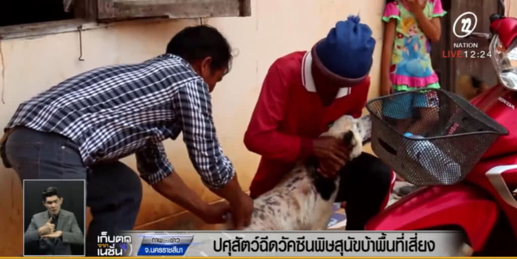 โคราช ปูพรมฉีดวัคซีนโรคพิษสุนัขบ้า ในพื้นที่เสี่ยง