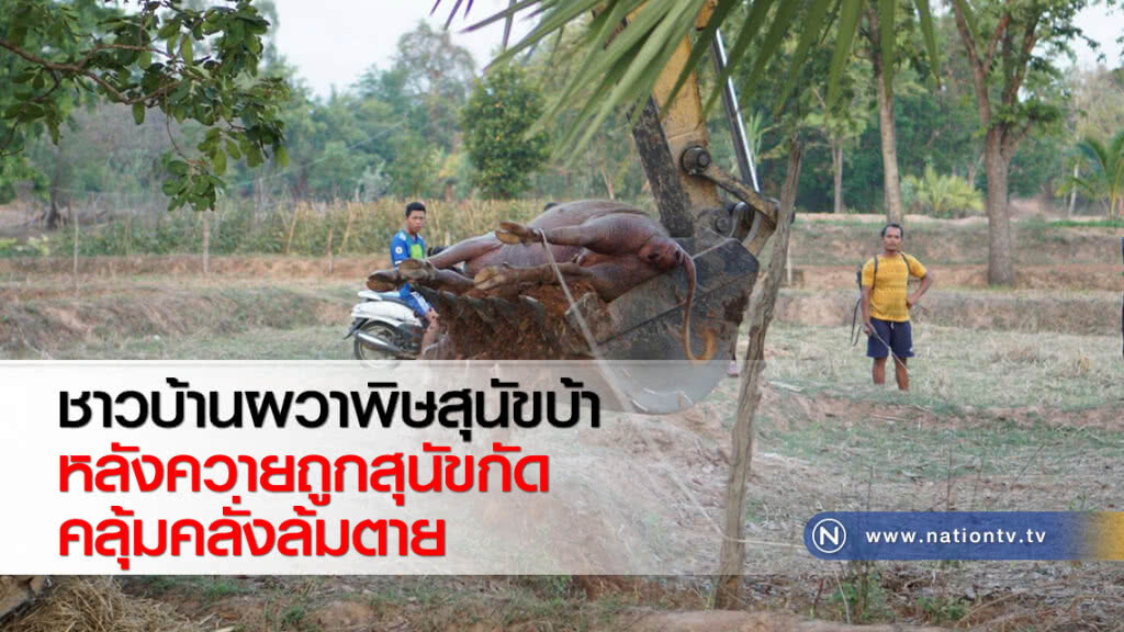 ชาวบ้านผวาพิษสุนัขบ้าหลังควายถูกสุนัขกัดคลุ้มคลั่งล้มตาย ชาวบ้านผวาพิษสุนัขบ้าหลังควายถูกสุนัขกัดคลุ้มคลั่งล้มตาย