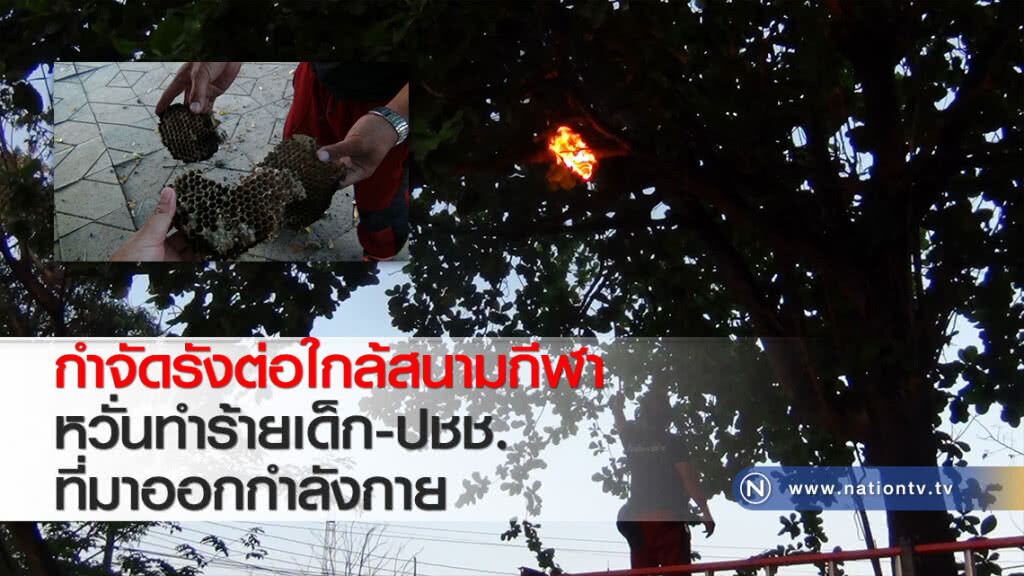 กำจัดรังต่อใกล้สนามกีฬาหวั่นทำร้ายเด็ก-ปชช.ที่มาออกกำลังกาย กำจัดรังต่อใกล้สนามกีฬาหวั่นทำร้ายเด็ก-ปชช.ที่มาออกกำลังกาย
