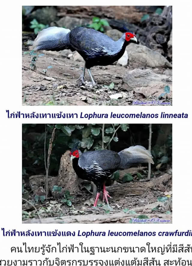 ดร.กณิตา ยัน! แล็บนิติวิทยาศาสตร์สัตว์ป่า ทำงานตามมาตรฐาน ระบุพร้อมเป็นพยานในคดี
