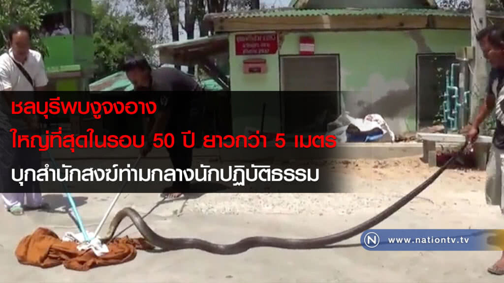 ชลบุรีพบงูจงอางใหญ่ที่สุดในรอบ 50 ปี ยาวกว่า 5 เมตร บุกสำนักสงฆ์ท่ามกลางนักปฏิบัติธรรม ชลบุรีพบงูจงอางใหญ่ที่สุดในรอบ 50 ปี ยาวกว่า 5 เมตร บุกสำนักสงฆ์ท่ามกลางนักปฏิบัติธรรม